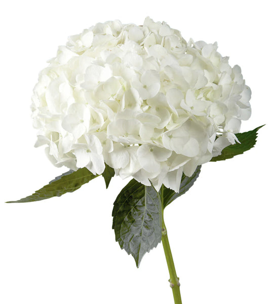 Hydrangea Bunch